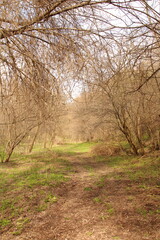 A path with trees on either side