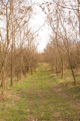 Obraz premium A path with trees on both sides