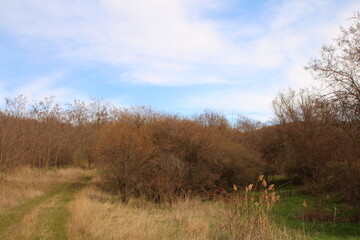 A field with trees and grass