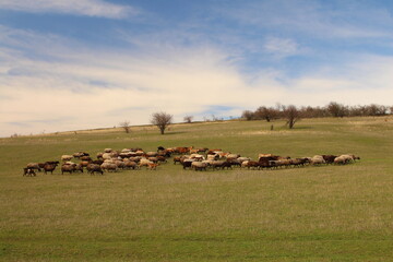 A group of sheep in a field