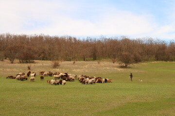 A person standing in a field with sheep