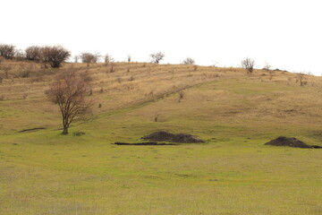 Obraz premium A grassy field with a sign