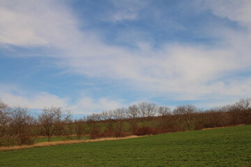 A grassy field with trees and a blue sky