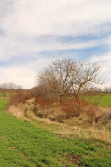 A field with trees and a bridge in the background