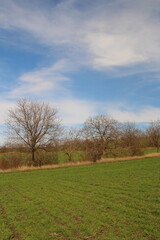 A grassy field with trees and blue sky