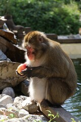 Adorable monkey with a piece of food in its hand