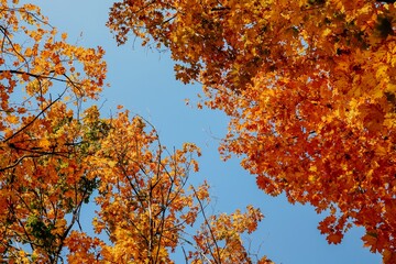 Republic of Moldova, Chisinau city, autumn