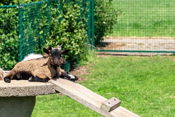 Selective focus shot of two cute baby goats on a stone fountain with a wooden ramp