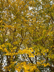 色鮮やかなイチョウの葉