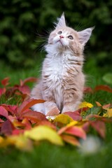 Closeup shot of an adorable maine coon kitten on a field with autumn leaves