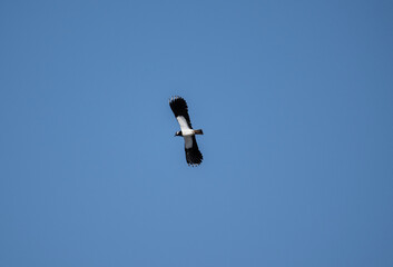black and white lapwing in natural conditions on a sunny spring day in the vicinity of Moscow
