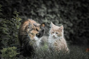 Mother cat and her playful kitten  in a lush green grassy field