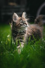 Vertical closeup shot of an adorable maine coon kitten on a grassy field