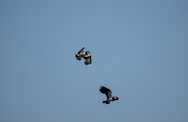 black and white lapwing in natural conditions on a sunny spring day in the vicinity of Moscow