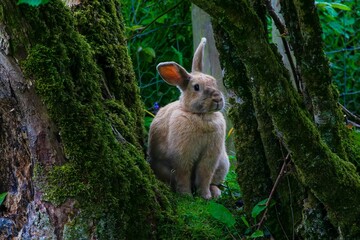 Rabbit with long ears peers out from behind a tree trunk covered in lush green moss