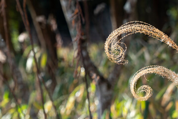 クルクルと丸まった冬のススキ
