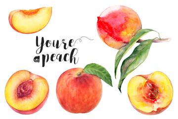 Watercolor illustration of peach fruits set close up. Design template for packaging, menu, postcards.