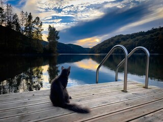 a black cat sitting on a dock next to water and a pool - Powered by Adobe
