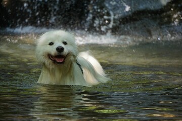 a dog is bathing in the water at the edge of the falls