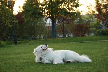 Samoyed dog relaxing in a sunny grassy field holding a flower in mouth
