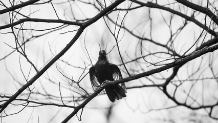 Greyscale shot of a blackbird on a tree branch - Powered by Adobe
