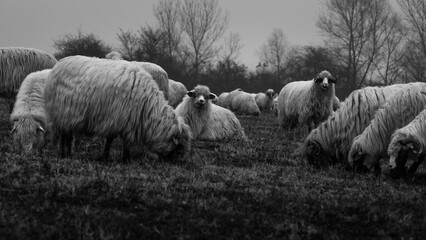 Monochrome image of a herd of sheep grazing in an open, grassy meadow