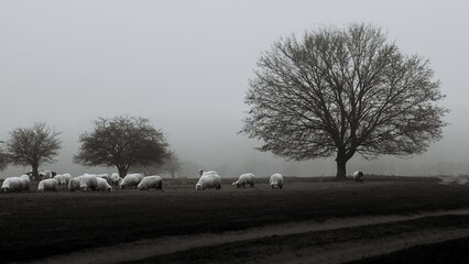 Idyllic rural scene featuring a flock of sheep grazing in a misty meadow