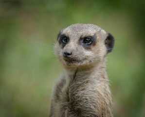 Selective focus shot of a cute meerkat in a park