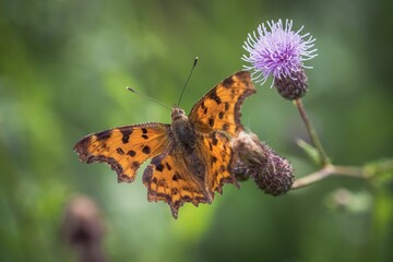 Closeup shot of an orange spotted comma butterfly on a purple thistle flower