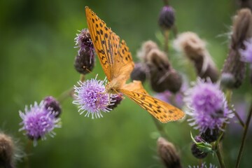 Closeup shot of an orange spotted comma butterfly on a purple thistle flower