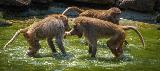 Pair of baboon monkeys are engaged in a physical fight, splashing around in a tranquil green lake