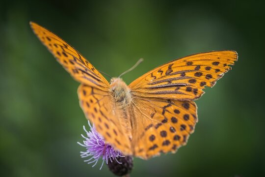 Closeup shot of an orange spotted comma butterfly on a purple thistle flower
