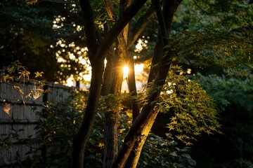 Scenic view of sunlight beaming through green trees in Tokugawa Park, Nagoya, Japan