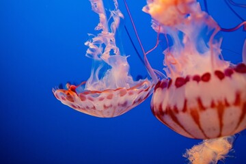 Jellyfish peacefully drifting through a crystal clear blue ocean