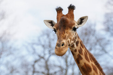 Close-up of the head of a Kordofan Giraffe