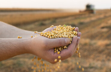 Worker holding soy beans after harvest