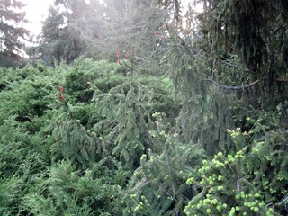 Fir tree in the springtime. Trees with cones. Young and old branches view. Beautiful natural landscape. Fresh air near evergreen trees. Fir tree in the garden. View in the wind.
