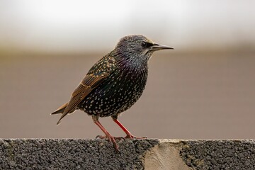 a small bird perched on top of a concrete wall with blurry background - Powered by Adobe