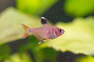 Closeup of a tiny fish swimming in an aquarium