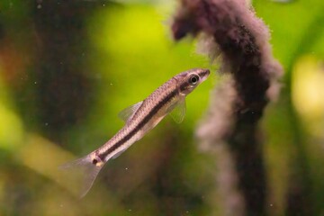 Closeup of a tiny fish swimming in an aquarium