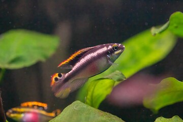 Closeup of a tiny fish swimming in an aquarium
