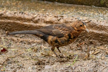 Close-up of a common blackbird standing on the ground, looking for seeds