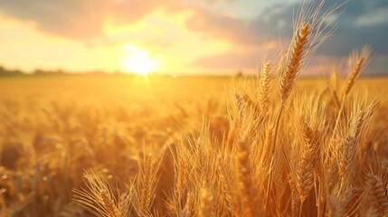 Close-up of golden wheat ears. Harvest concept. Endless wheat field on late summer morning time, backlight by the rising sun. Creative background, shallow depth of the field. - obrazy, fototapety, plakaty