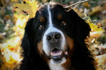 Adorable brown and white  Berner Sennenhund dog looking at the camera outdoors
