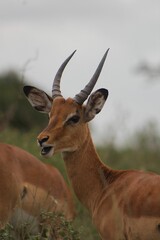 Close-up shot of a young male impala in Nairobi National Park. Kenya.