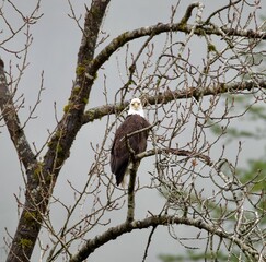 Closeup of a bald eagle perched on a thick tree branch