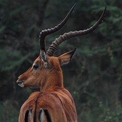 Close-up shot of an adult male impala in Nairobi National Park. Kenya.
