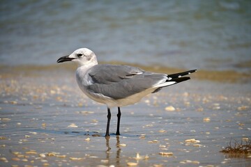 Lone seagull perched on the shore of a sandy beach, standing in the shallow water, Gulf of Mexico