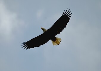Low angle of a bald eagle flying in the sky