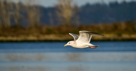 Fototapeta premium a large white seagull flying over the water